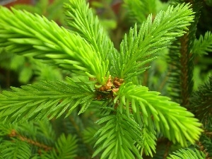 fir, twig, conifer