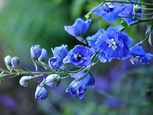 Flowers, larkspur, Blue