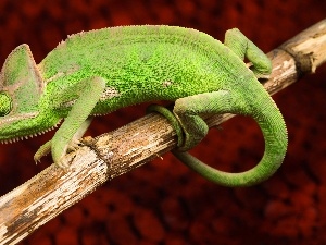 Green, twig, Cameleon