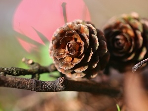 larch, twig, cones