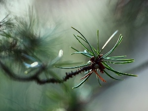 needle, twig, pine