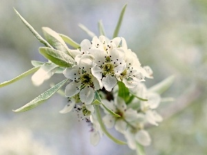 twig, trees, viewes, Flowers, Spring, fruit