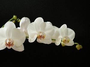 White, twig, orchid
