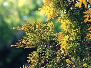 conifer, Twigs, thuja