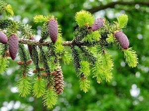 Twigs, cones, Korean Fir