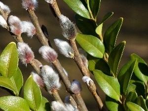 Leaf, Twigs, green ones, Willow, Boxwood, database