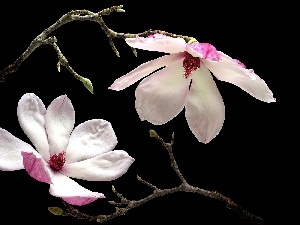 Magnolia, Twigs, Flowers