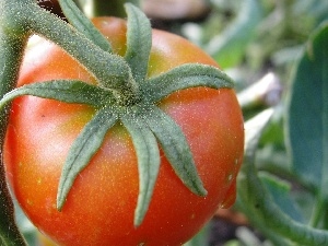 Twigs, tomato