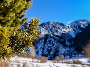 Twigs, pine, winter, Mountains