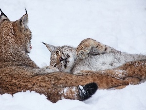 Two cars, lynx, winter