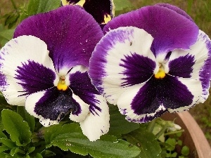 pansies, Two cars