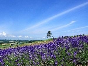 village, Narrow-Leaf Lavender, medows