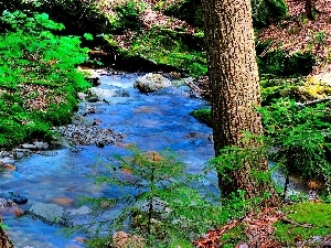 VEGETATION, Stones, mountainous, stream