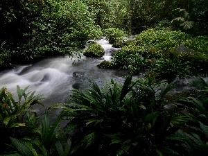 VEGETATION, Stones, jungle, Costa Rica, flux