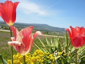 Tulips, VEGETATION, Meadow