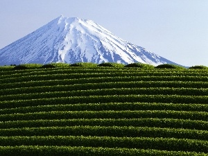 VEGETATION, volcano