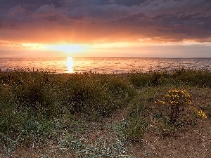 VEGETATION, Beaches, west, sun