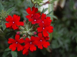 Verbena garden, red hot