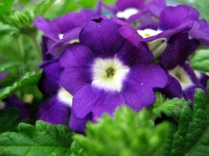 verbena, Violet