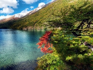 viewes, trees, lake, Argentina, Mountains