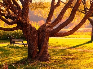 viewes, trees, Park, Bench, fused