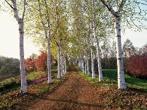 viewes, trees, Field, birch, Way