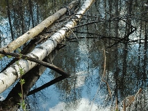 viewes, trees, water, birch, fallen