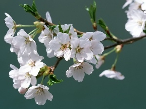 viewes, trees, Blossoming, twig