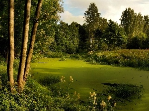 viewes, trees, forest, Bush, River