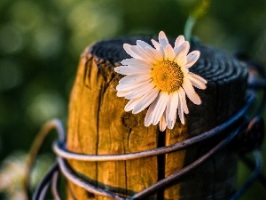 viewes, trees, daisy, trunk