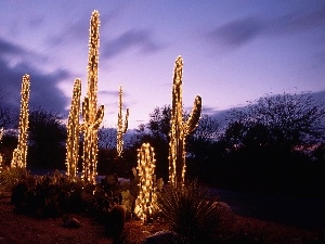 viewes, trees, Cactus, christmas, lighting