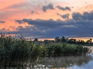 viewes, trees, lake, clouds, rushes