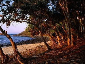 viewes, trees, Coast, Australia