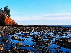 viewes, rocks, trees, coast, Conifers, Stones