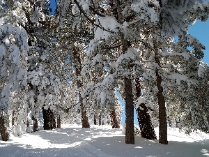 viewes, trees, winter, Conifers, Snowy