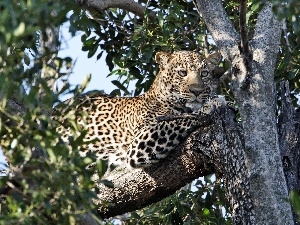 viewes, trees, Panther, cover, branches