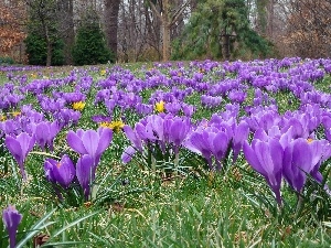viewes, trees, crocuses, grass