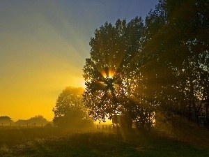 Fance, viewes, trees, Sky, forest, west, sun