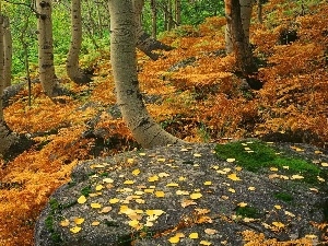 viewes, trees, forest, fern, Stones