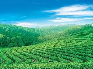 viewes, Sky, trees, Field, field, Meadow