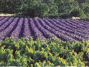 viewes, trees, Field, lavender