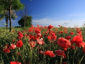 viewes, trees, Field, poppy