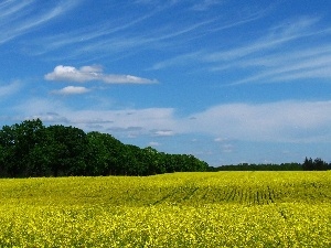 viewes, trees, Field, rape