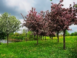 Spring, viewes, trees, Meadow, Flowers, Pond - car, flourishing