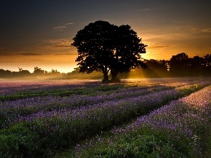 viewes, trees, west, Narrow-Leaf Lavender, sun