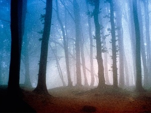 viewes, trees, forest, Fog, Petite