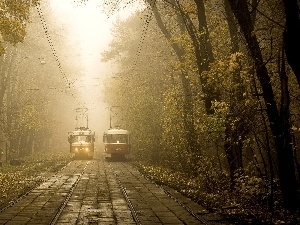 viewes, trees, trams, Fog, rails