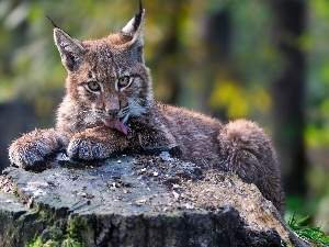 viewes, trees, Lynx, forest, trunk