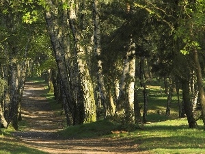 viewes, trees, forest, Path