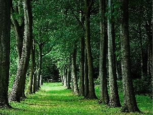 viewes, trees, forest, Way